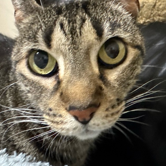 Meet your Posher, Mish - Picture 1 of 1